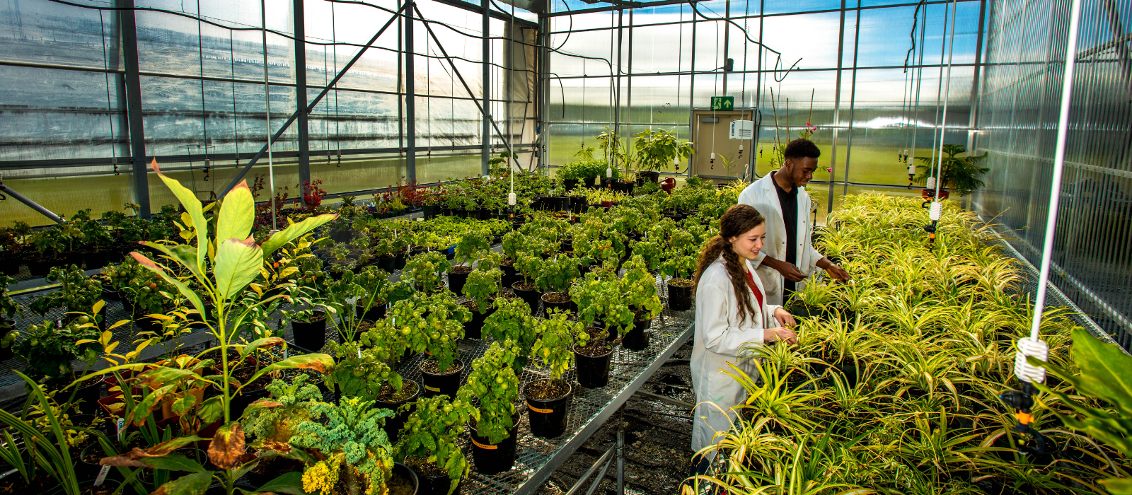 Students in a greenhouse at the 